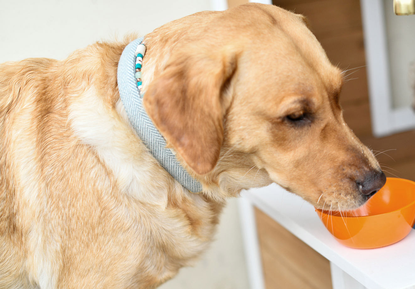 Die liebevoll gestalteten Wandmalereien im Chinderhuus Hegi mit Reh, Eichhörnchen, Kaninchen und Vogel schaffen eine warme, einladende Atmosphäre für Kinder. Als Teil der Pflegewohngruppe Hegi verbindet diese Kinderbetreuung die Fürsorge einer Tagesmutter mit dem Herz eines Seniorenheims. Auch Menschen mit Demenz profitieren von dieser generationenübergreifenden Begegnung, die Nähe, Verständnis und Freude in den Alltag bringt.